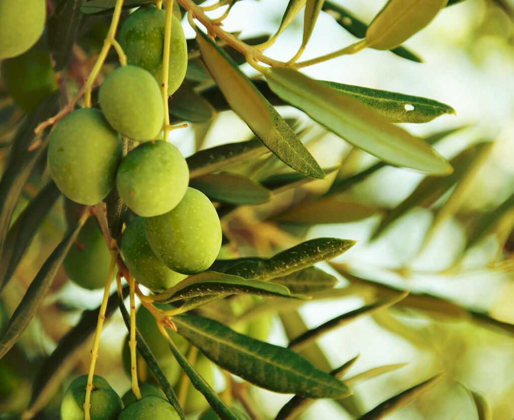legends and myths about olive oil